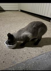 Found/Stray Male Cat last seen Yester oaks, Mobile, AL 36608