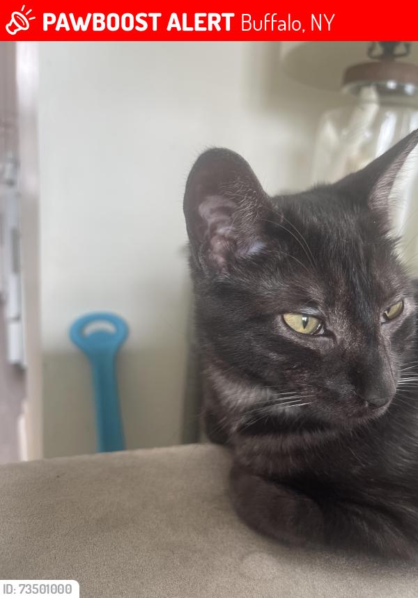 Lost Female Cat last seen Cleveland and Cayuga, Buffalo, NY 14225
