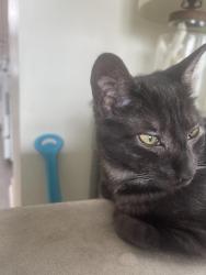 Lost Female Cat last seen Cleveland and Cayuga, Buffalo, NY 14225