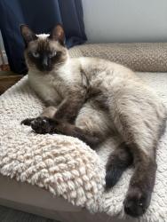 Reunited Female Cat last seen Near Augusta way Kissimmee, Kissimmee, FL 34746