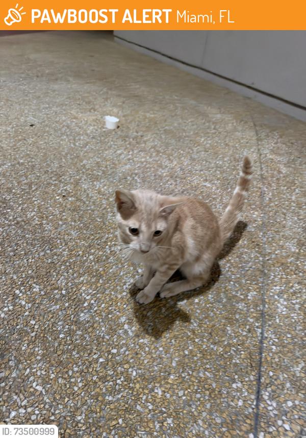 Found/Stray Unknown Cat last seen In front of the hosp, Miami, FL 33155