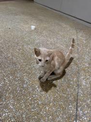 Found/Stray Unknown Cat last seen In front of the hosp, Miami, FL 33155