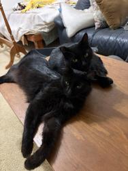 Reunited Female Cat last seen Near Monterey ave chino hills, Chino Hills, CA 91709