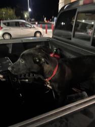 Found/Stray Female Dog last seen Circle K on Hopemills and Cumberland, Fayetteville, NC 28304