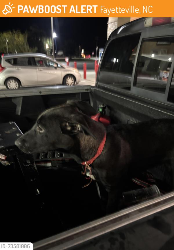 Found/Stray Female Dog last seen Circle K on Hopemills and Cumberland, Fayetteville, NC 28304