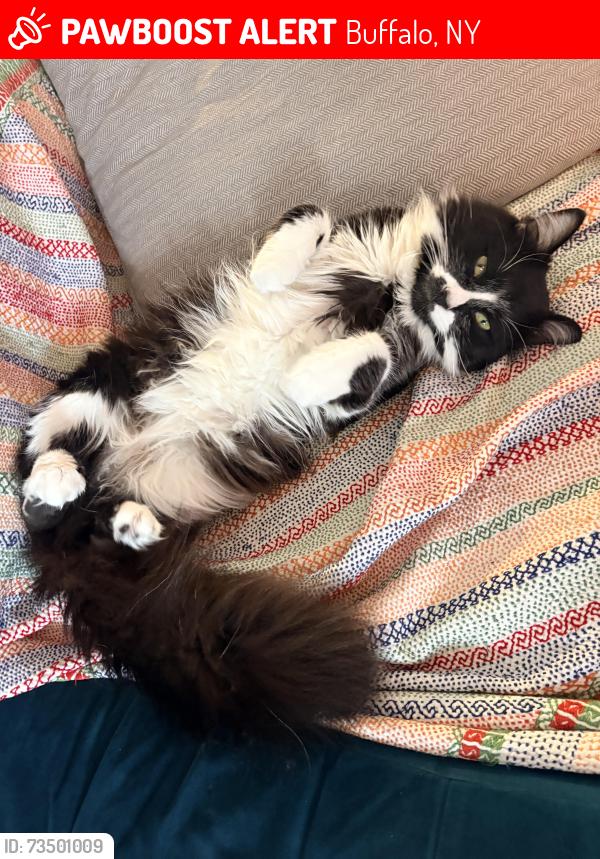 Lost Male Cat last seen Near W Winspear Ave, Buffalo, NY 14214