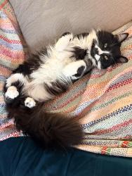 Lost Male Cat last seen Near W Winspear Ave, Buffalo, NY 14214