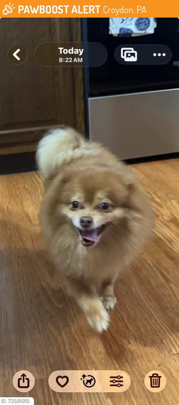 Found/Stray Male Dog last seen Bristol PA, Croydon, PA 19021