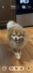Found/Stray Male Dog last seen Bristol PA, Croydon, PA 19021