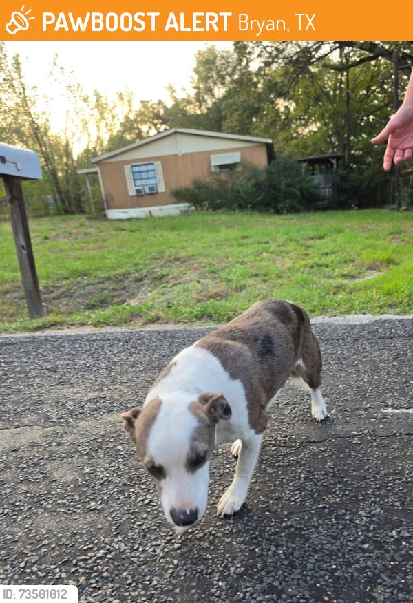 Found/Stray Unknown Dog last seen Stevens dr & old hearne rd, Bryan, TX 77803
