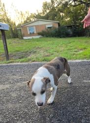 Found/Stray Unknown Dog last seen Stevens dr & old hearne rd, Bryan, TX 77803
