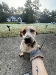 Found/Stray Male Dog last seen Near Big D’s Flea Market, Whitfield County, GA 30721
