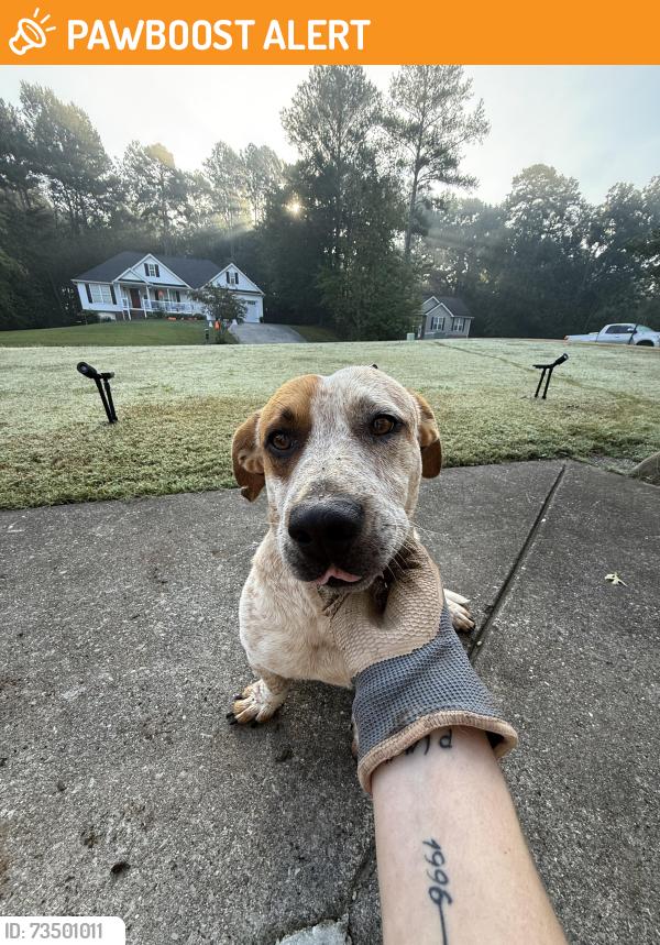 Found/Stray Male Dog last seen Near Big D’s Flea Market, Whitfield County, GA 30721
