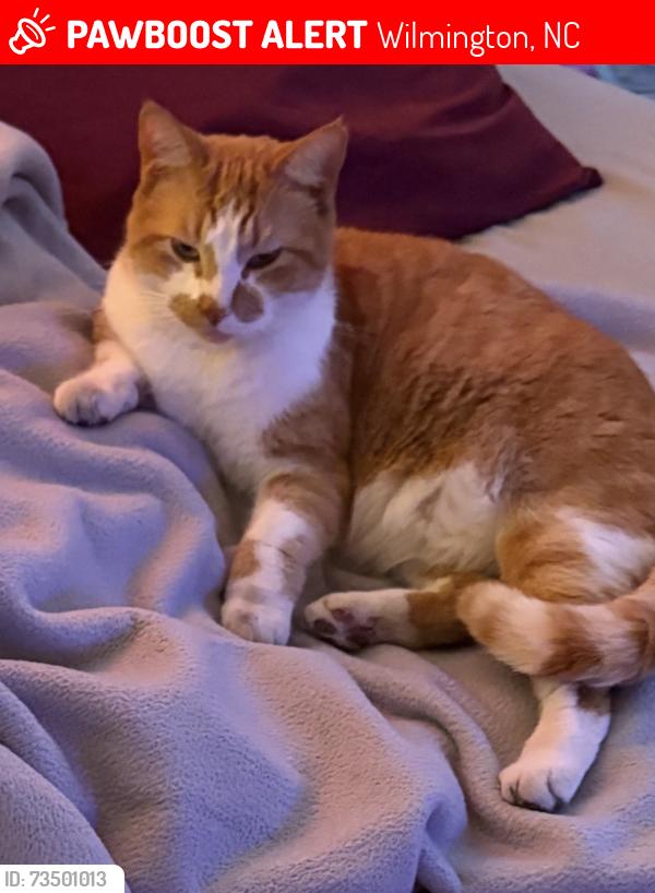 Lost Male Cat last seen Forest Hills, Wilmington, NC 28403