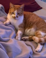 Lost Male Cat last seen Forest Hills, Wilmington, NC 28403
