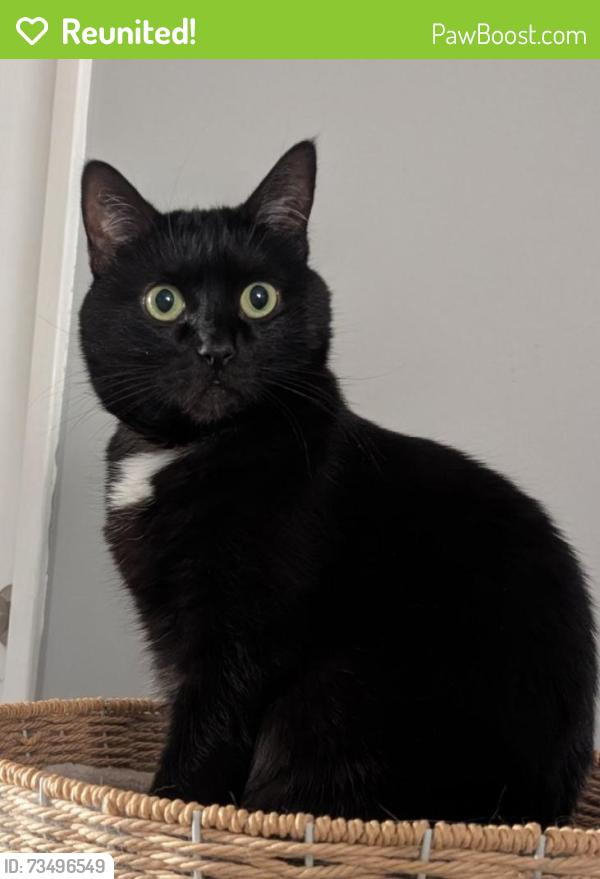 Reunited Female Cat last seen Beddington, Calgary, AB T3K 1R8