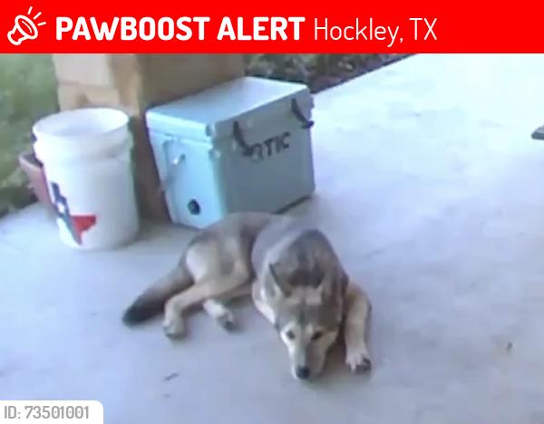 Lost Male Dog last seen Kickapoo Rd & Old Washington Rd, Hockley, TX 77447