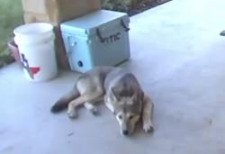 Lost Male Dog last seen Kickapoo Rd & Old Washington Rd, Hockley, TX 77447