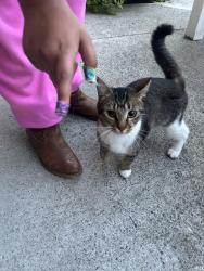 Reunited Unknown Cat last seen Kings Beach Towers, backside near Superior Street, Lynn, MA 01902