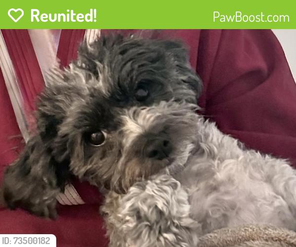Reunited Unknown Dog last seen Stonebridge Dr and Heatherstone Dr, Winston-Salem, NC 27104