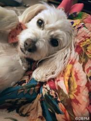 Reunited Female Dog last seen Manzanita/Perris, Moreno Valley, CA 92557