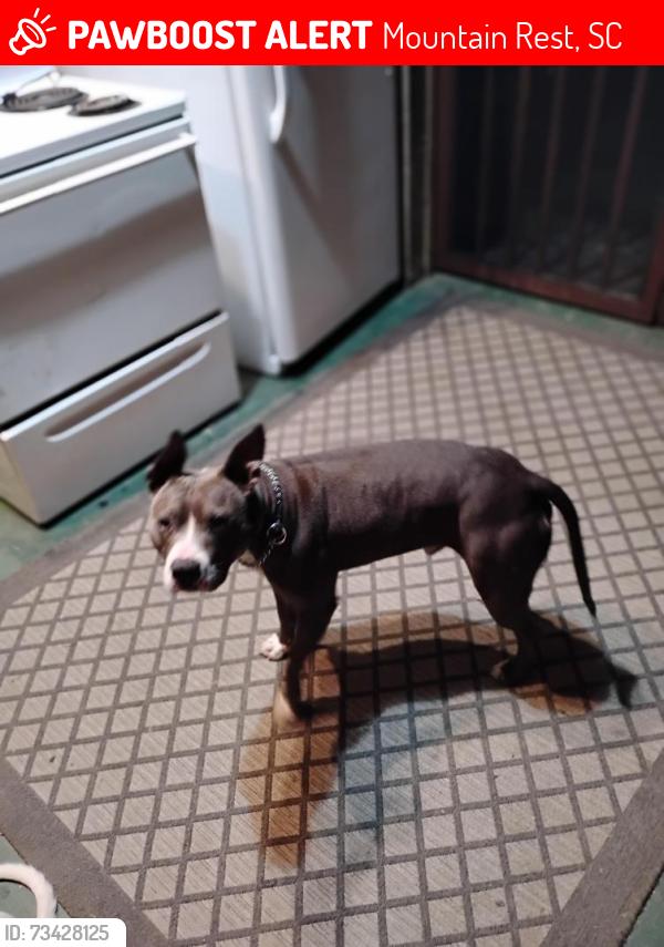 Lost Male Dog last seen Warwoman area, Mountain Rest, SC 29664