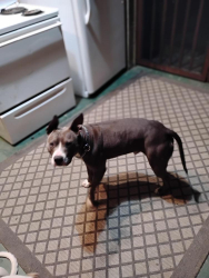 Lost Male Dog last seen Warwoman area, Mountain Rest, SC 29664
