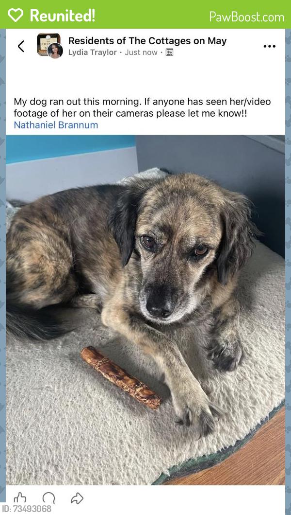 Reunited Female Dog last seen May/Springwood, Southern Pines, NC 28387