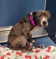 Shelter Stray Female Dog last seen Near BLOCK CAMDEN AVE, DETROIT, MI 48213, 1431 E Ferry St, Detroit, MI 48211, USA