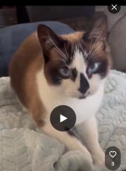 Reunited Female Cat last seen Near Springhollow Ct, Oklahoma City, OK 73120, USA, Oklahoma City, OK 73120