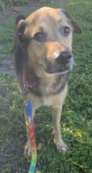 Shelter Stray Male Dog last seen NW 20TH ST & NW 170TH TERRACE, PEMBROKE PINES, FLORIDA, 2400 SW 42nd St, Fort Lauderdale, FL 33312, USA