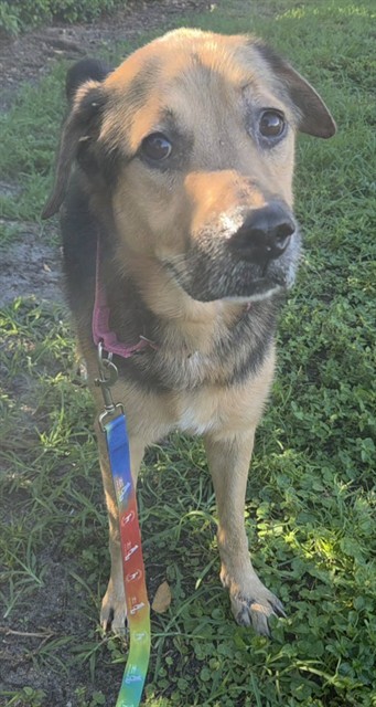 Shelter Stray Male Dog last seen NW 20TH ST & NW 170TH TERRACE, PEMBROKE PINES, FLORIDA, 2400 SW 42nd St, Fort Lauderdale, FL 33312, USA