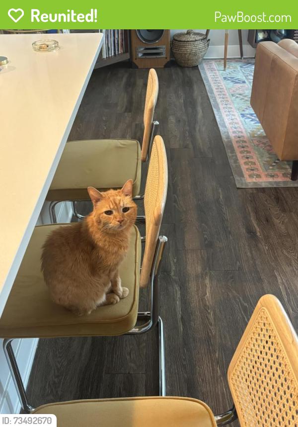 Reunited Male Cat last seen The Landon at New Albany, New Albany, OH 43054