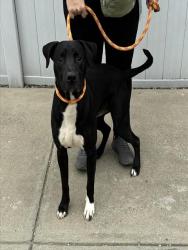 Shelter Stray Male Dog last seen Near BLOCK RAYBURN ROAD, 3528 Newburg Rd, Louisville, KY 40218, USA