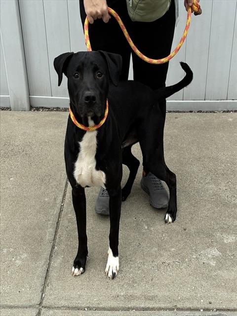 Shelter Stray Male Dog last seen Near BLOCK RAYBURN ROAD, 3528 Newburg Rd, Louisville, KY 40218, USA