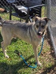 Shelter Stray Male Dog last seen Near BLOCK BLUE LICK RD, 3528 Newburg Rd, Louisville, KY 40218, USA