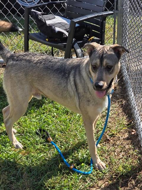 Shelter Stray Male Dog last seen Near BLOCK BLUE LICK RD, 3528 Newburg Rd, Louisville, KY 40218, USA