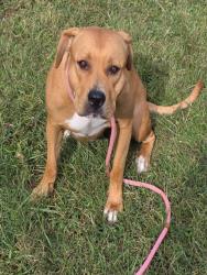 Shelter Stray Female Dog last seen Near BLOCK E KENTUCKY ST, 3528 Newburg Rd, Louisville, KY 40218, USA