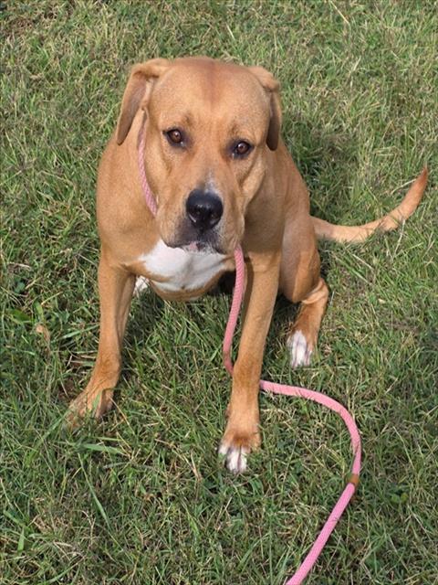 Shelter Stray Female Dog last seen Near BLOCK E KENTUCKY ST, 3528 Newburg Rd, Louisville, KY 40218, USA