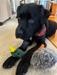 Shelter Stray Male Dog last seen CHARLOTTE, 8315 Byrum Dr, Charlotte, NC 28217, USA