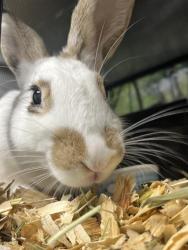 Shelter Stray Female Other last seen CHARLOTTE, 8315 Byrum Dr, Charlotte, NC 28217, USA