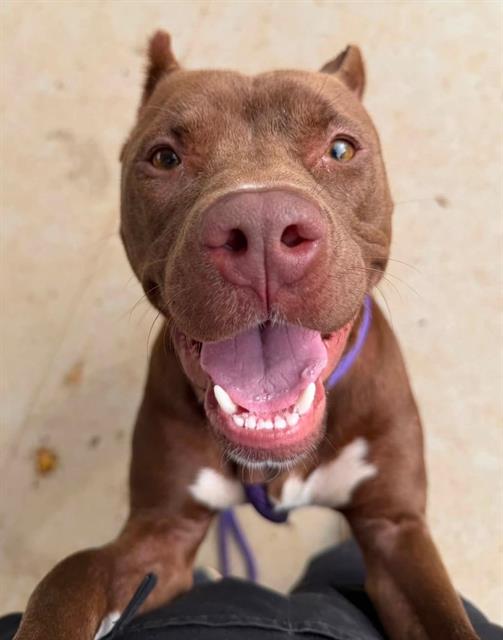 Shelter Stray Female Dog last seen CHARLOTTE, 8315 Byrum Dr, Charlotte, NC 28217, USA