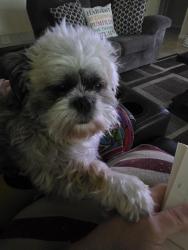 Reunited Male Dog last seen Nw 29th ave, Cape Coral, FL 33993