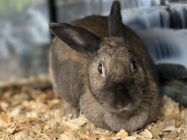 Shelter Stray Female Other last seen CHARLOTTE, 8315 Byrum Dr, Charlotte, NC 28217, USA
