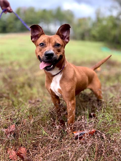 Shelter Stray Female Dog last seen CHARLOTTE, 8315 Byrum Dr, Charlotte, NC 28217, USA