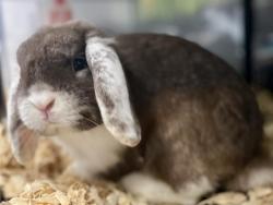 Shelter Stray Male Other last seen CHARLOTTE, 8315 Byrum Dr, Charlotte, NC 28217, USA