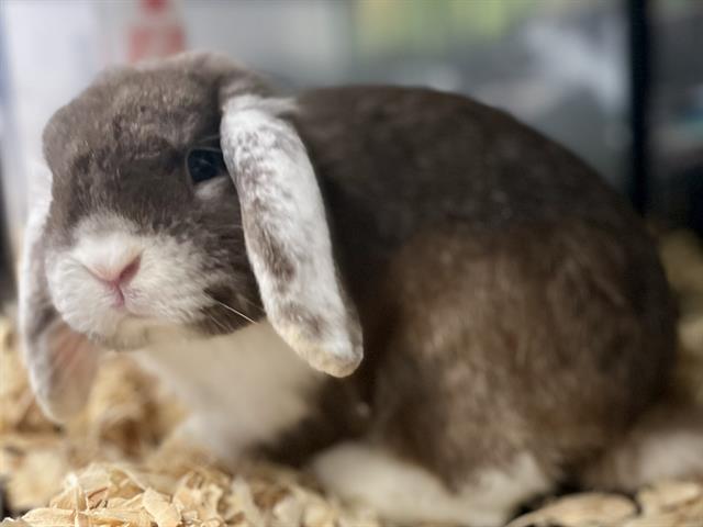 Shelter Stray Male Other last seen CHARLOTTE, 8315 Byrum Dr, Charlotte, NC 28217, USA