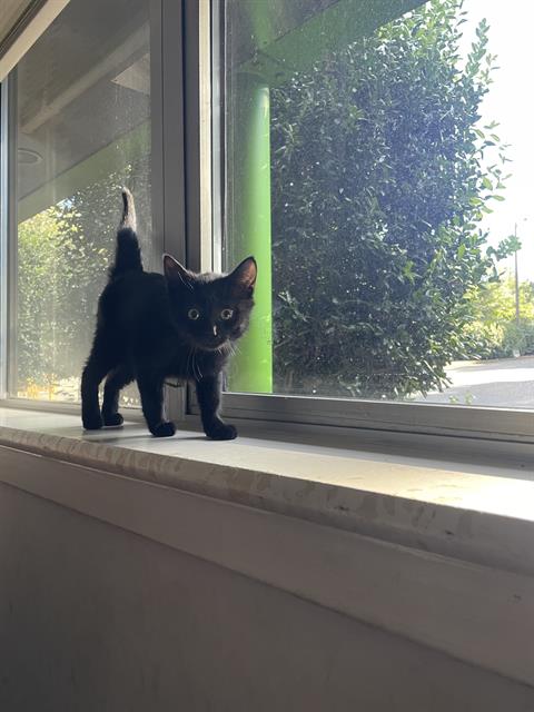 Shelter Stray Female Cat last seen CHARLOTTE, 8315 Byrum Dr, Charlotte, NC 28217, USA