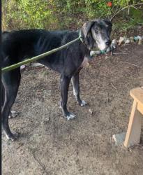 Shelter Stray Female Dog last seen CHARLOTTE, 8315 Byrum Dr, Charlotte, NC 28217, USA