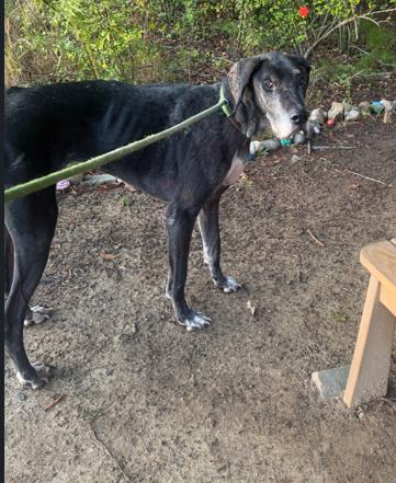 Shelter Stray Female Dog last seen CHARLOTTE, 8315 Byrum Dr, Charlotte, NC 28217, USA